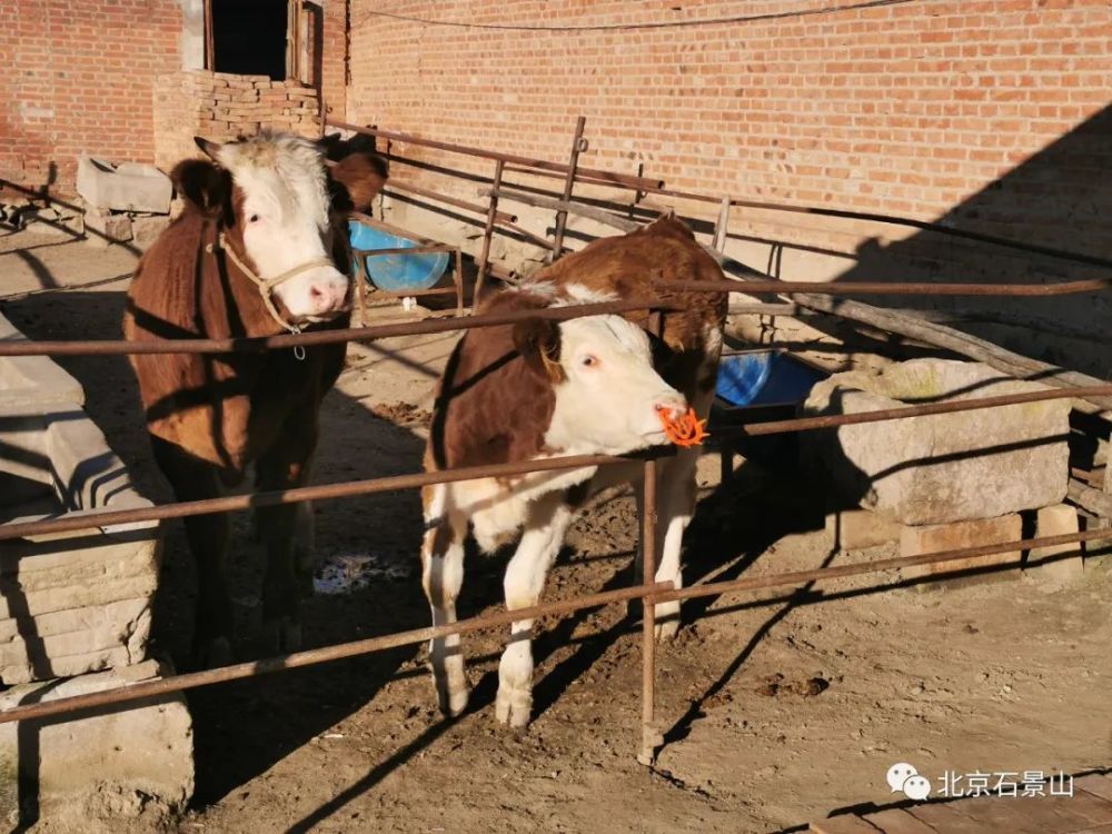 抓牛鼻子，破解嫉妒心理的智慧之道