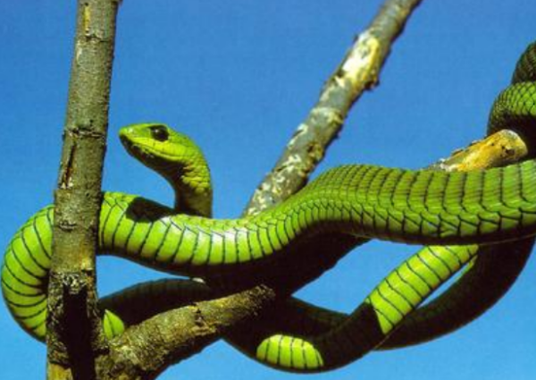 毛毛细雨中的生肖谜团,探寻蛇的独特寓意 毛毛细雨中的生肖谜团,探寻蛇的独特寓意