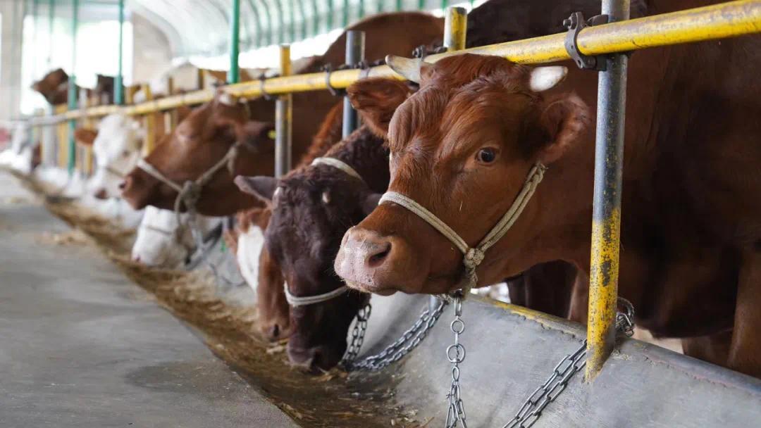 抓牛鼻子，破解嫉妒心理的智慧之道