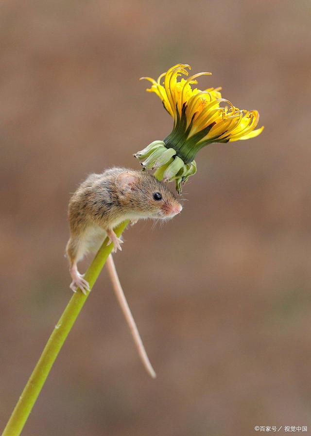 想前顾后,生肖中的智者—鼠的智慧与行动 想前顾后,生肖中的智者—鼠的智慧与行动