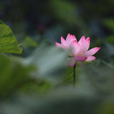 揭秘一日之长的生肖奥秘，通用解释与落实之道