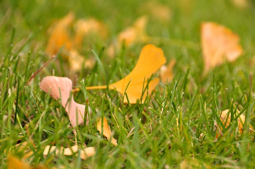 俯仰之间打一动物:精准解答落实