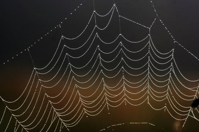 揭秘天网恢恢背后的生肖奥秘与组合解释的落实 揭秘天网恢恢背后的生肖奥秘与组合解释的落实