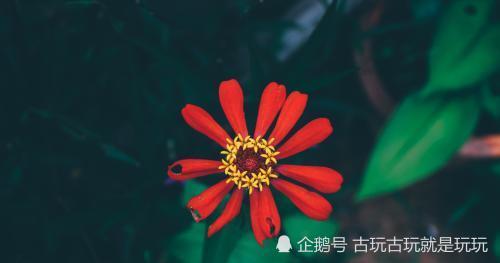 出水芙蓉是指什么生肖、佩服解释落实