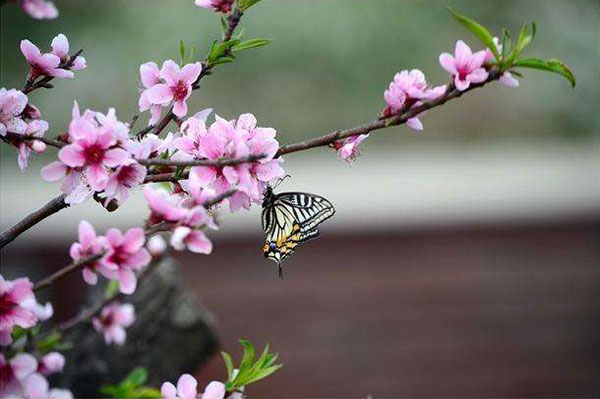 桃李争艳是什么生肖:马上为你揭晓落实 桃李争艳是什么生肖:马上为你揭晓落实