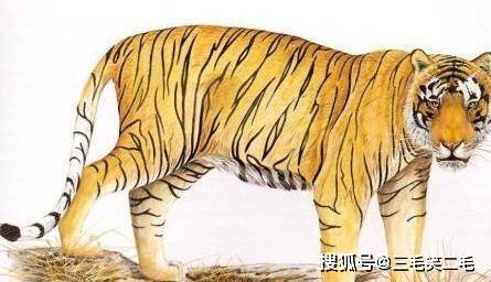 赴汤蹈火是什么生肖:第一解答落实 赴汤蹈火是什么生肖:第一解答落实