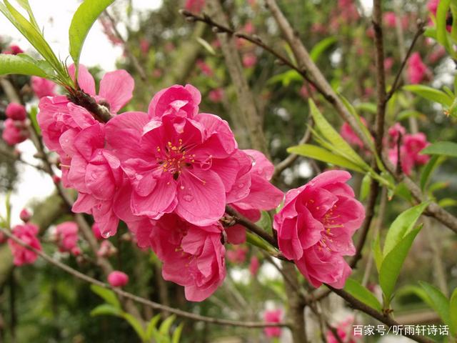 粉面含春,揭秘精准生肖的奥秘与讨论解释落实的实践 粉面含春,揭秘精准生肖的奥秘与讨论解释落实的实践