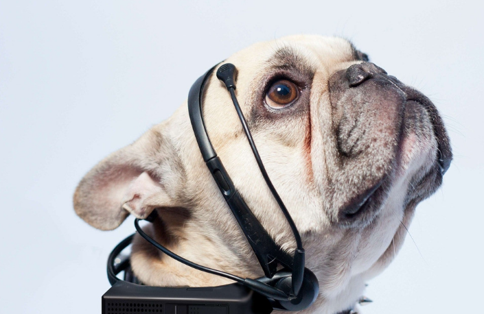 揭秘傍门依户之谜，一探究竟的动物谜底