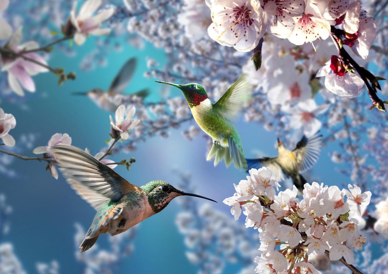 鸟语花香,生肖中的鸡与自然之美的和谐共融 鸟语花香,生肖中的鸡与自然之美的和谐共融