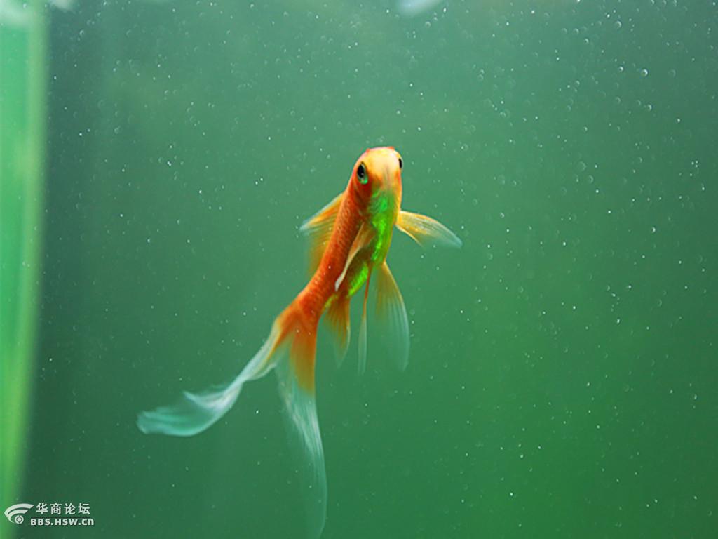 鱼水之欢,深度解析如鱼得水中的鱼与我们的自我实现 鱼水之欢,深度解析如鱼得水中的鱼与我们的自我实现