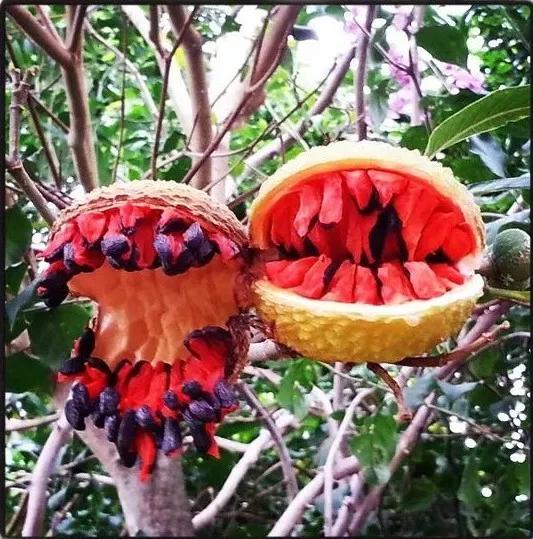 奇花异果打一正确生肖、惠泽解释落实 奇花异果打一正确生肖、惠泽解释落实