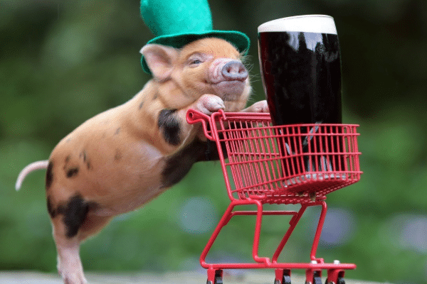 敢不听命是什么生肖、创造作答落实解释 敢不听命是什么生肖、创造作答落实解释