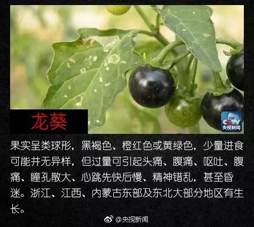 晴日万株烟一阵是什么生肖?神秘解释落实 晴日万株烟一阵是什么生肖?神秘解释落实