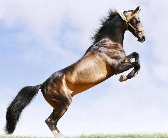 举国上下齐心协力—生肖中的马与国家发展的紧密联系