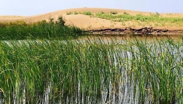 玉米价格上涨的原因、神秘解释落实