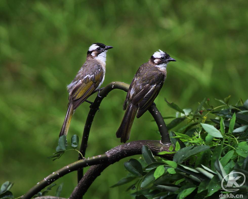 揭秘白头翁与特马猜生肖的奇妙联系 揭秘白头翁与特马猜生肖的奇妙联系