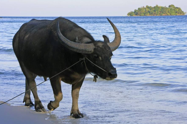 和平共处是什么生肖:详细解释落实