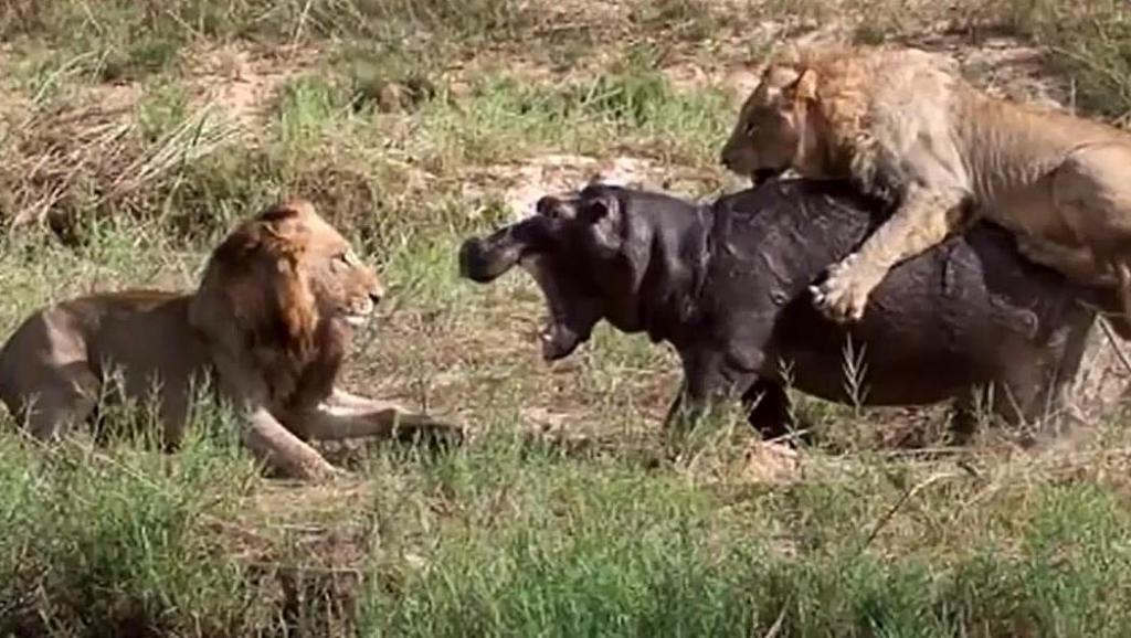 弱肉强食，生肖中的生存法则