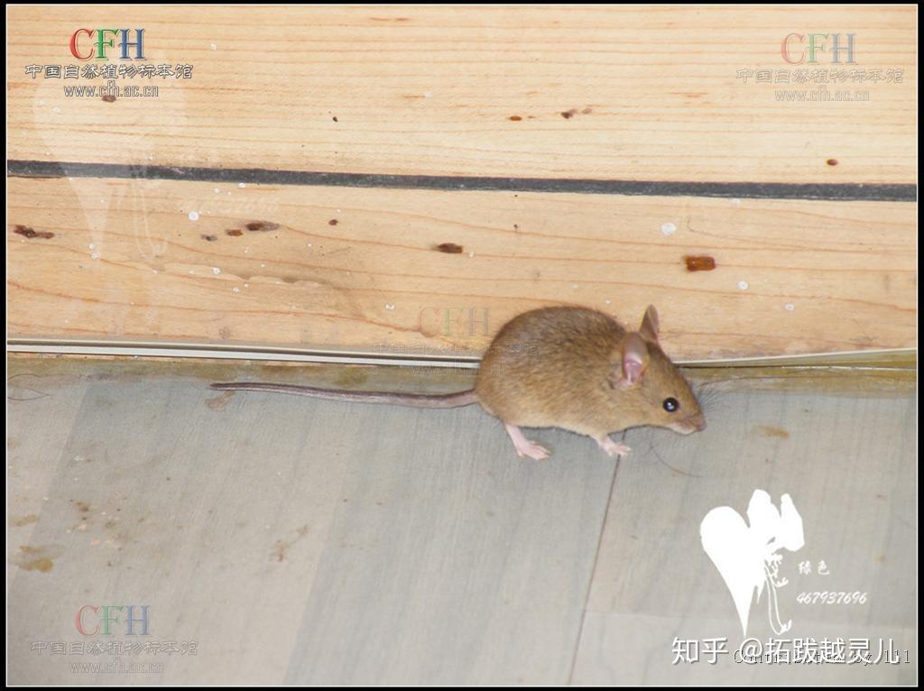 灯火万家,生肖中的灵动之光—鼠 灯火万家,生肖中的灵动之光—鼠