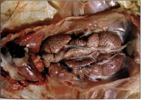 犬传染性气管支气管炎、独特解释落实