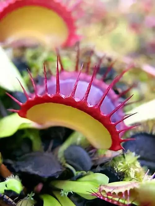 奇花异果是什么生肖、喜欢解释落实