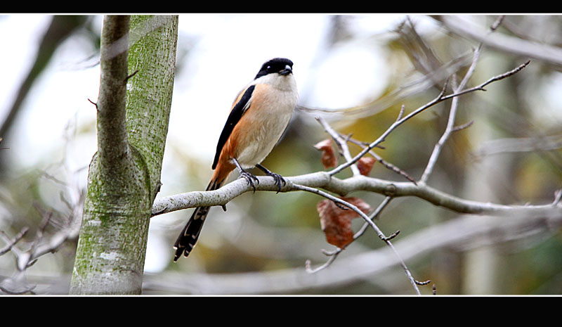 鸟语花香最准确的生肖、非凡解释落实