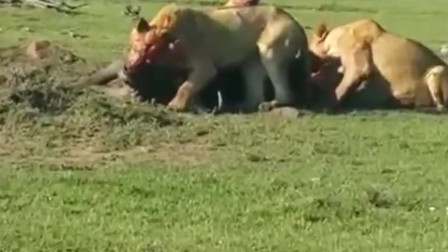 弱肉强食,生肖中的生存法则 弱肉强食,生肖中的生存法则