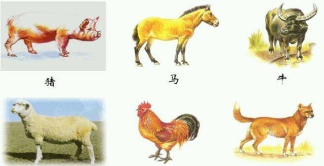 六畜兴旺与生肖的神秘联系，探寻传统文化中的智慧与寓意
