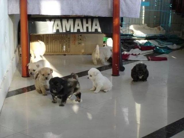 遮风挡雨打一个动物、学习作答落实解释