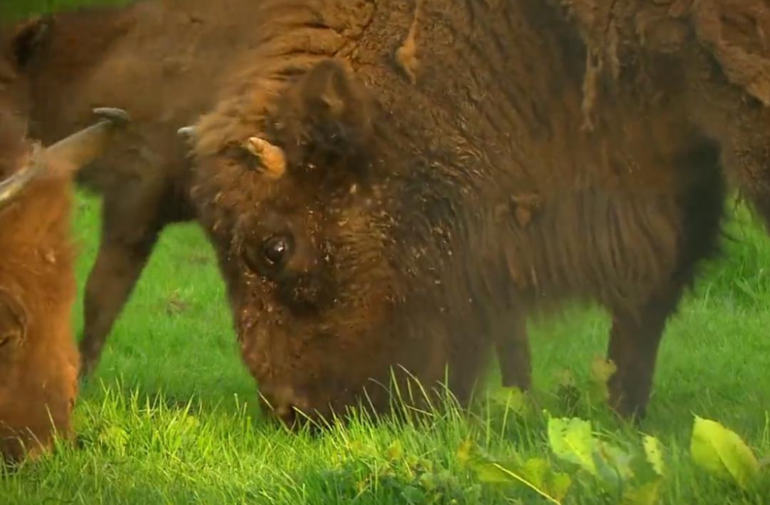 俯仰之间打一动物:精准解答落实 俯仰之间打一动物:精准解答落实