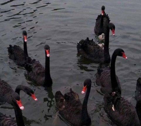 青云有路是什么生肖、能人解释落实 青云有路是什么生肖、能人解释落实