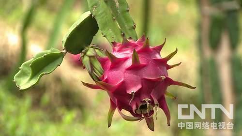 奇花异果是什么生肖、喜欢解释落实 奇花异果是什么生肖、喜欢解释落实