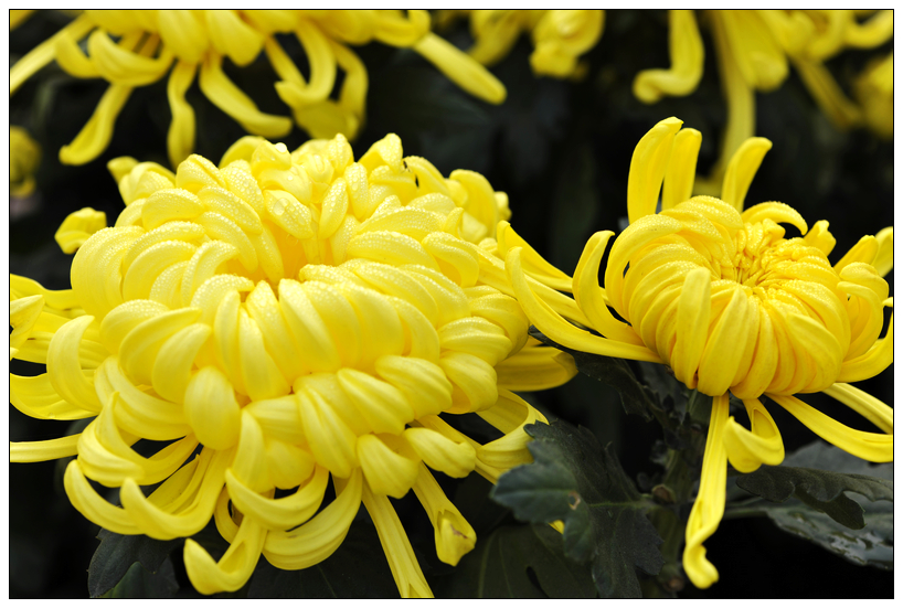 秋菊依簇三二开,生肖之谜的巧妙解读 秋菊依簇三二开,生肖之谜的巧妙解读