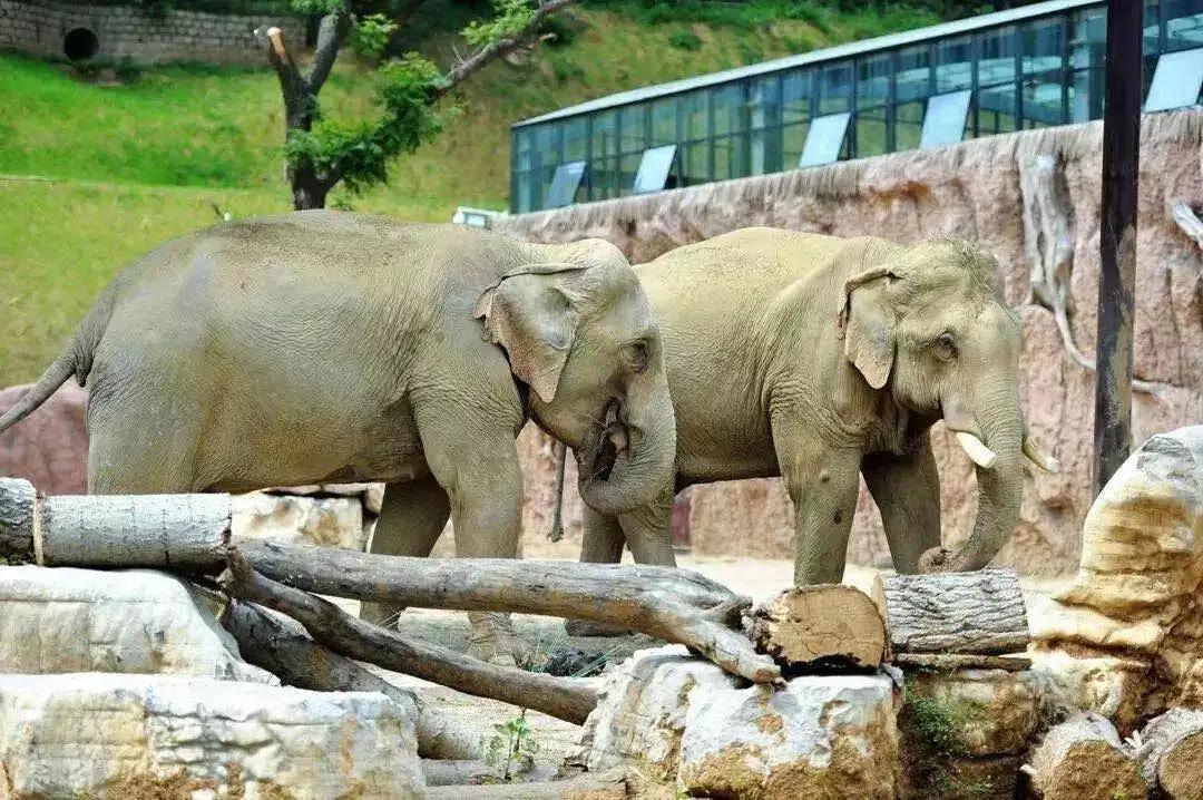 揭晓龟鹤之年的奥秘,一探究竟的动物谜底 揭晓龟鹤之年的奥秘,一探究竟的动物谜底
