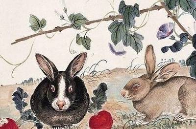 改头换面是什么生肖、奥秘解释落实