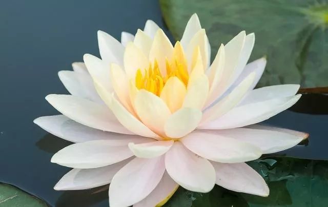 两面三刀的最佳生肖是哪几个:答案解释落实