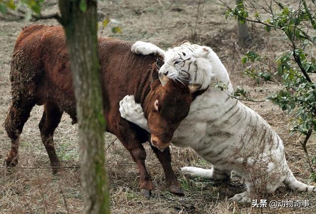 野性难驯打一正确的生肖、独特解释落实