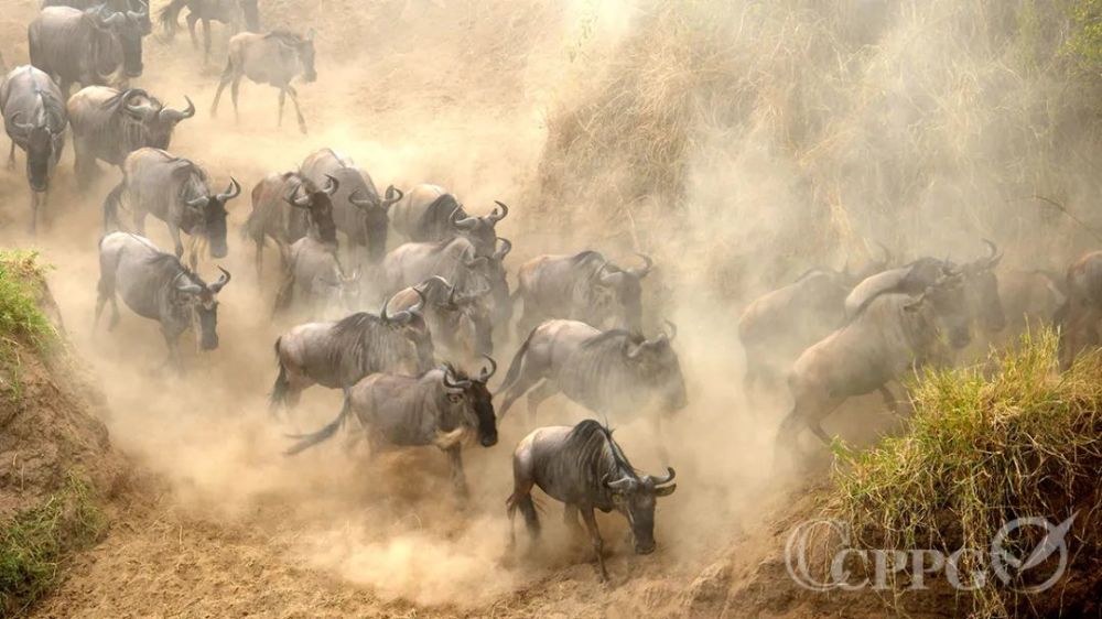探寻神魂荡扬背后的生肖奥秘,沉稳与落实的生肖之选 探寻神魂荡扬背后的生肖奥秘,沉稳与落实的生肖之选