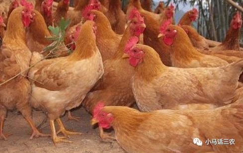 肉鸡价格行情:词语解析解答落实 肉鸡价格行情:词语解析解答落实