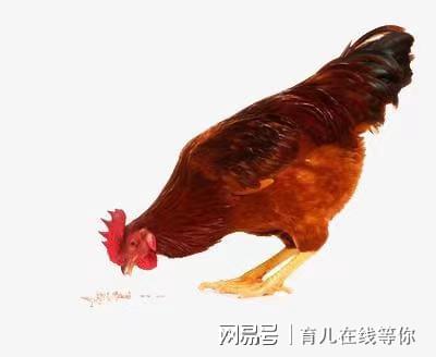 鸡头鸡尾指什么生肖、对决解释落实 鸡头鸡尾指什么生肖、对决解释落实