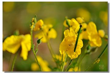 揭秘明日黄花背后的生肖谜题,谜底即将揭晓 揭秘明日黄花背后的生肖谜题,谜底即将揭晓