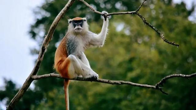 一笑天下乐非凡,探寻背后的文化寓意与动物象征 一笑天下乐非凡,探寻背后的文化寓意与动物象征