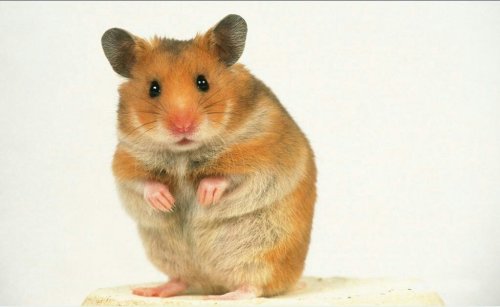 畏之如虎,生肖中的智慧与警示—以鼠为例的经典解释 畏之如虎,生肖中的智慧与警示—以鼠为例的经典解释