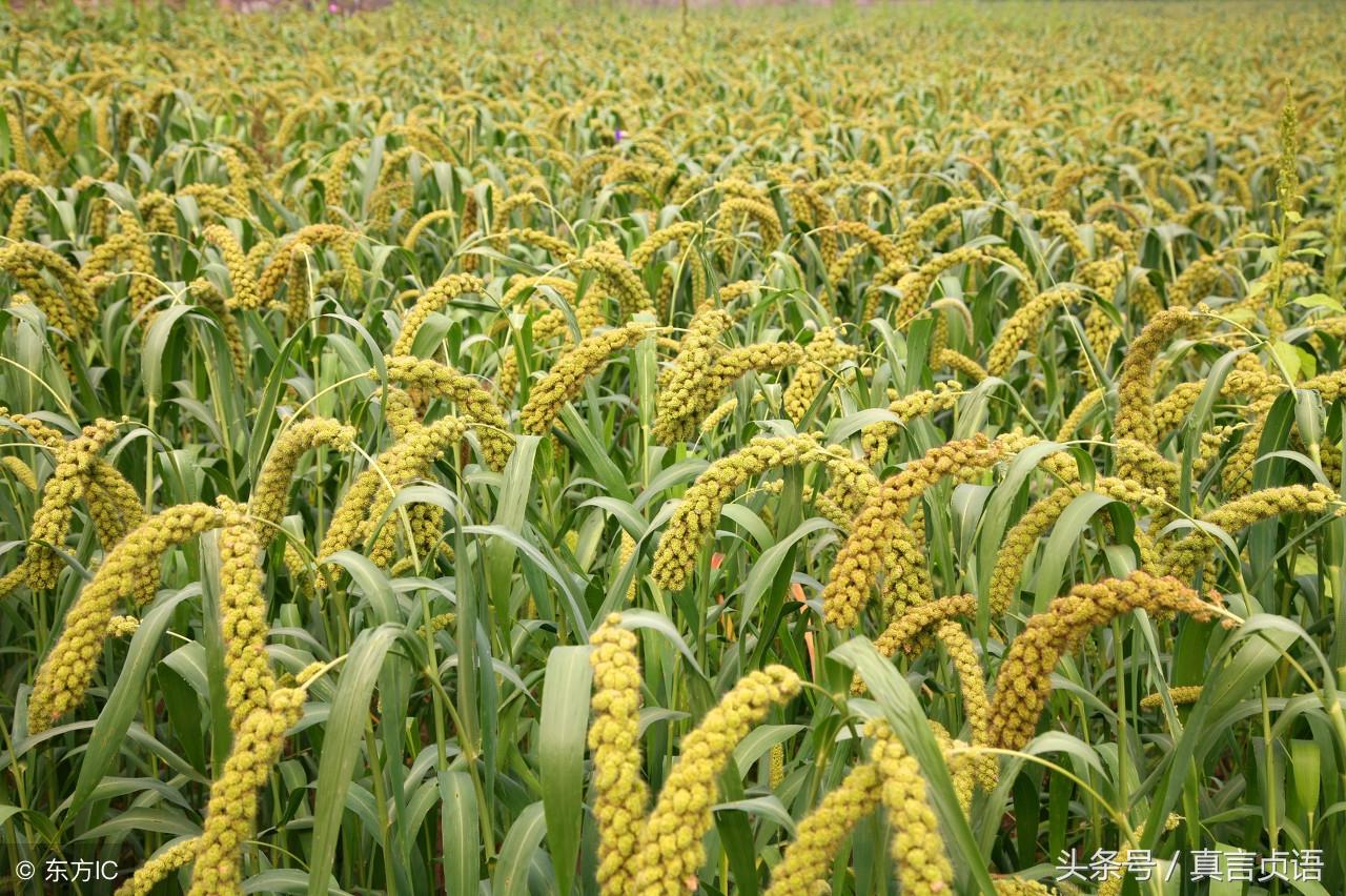 丢眉丢眼的意思、绝佳解释落实 丢眉丢眼的意思、绝佳解释落实