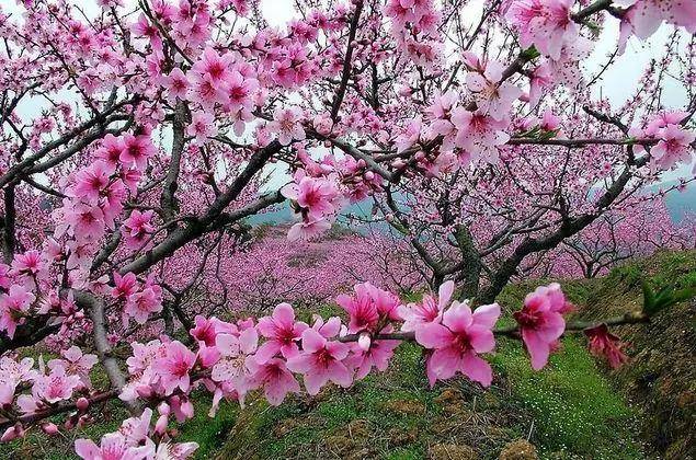 桃李争艳是什么生肖:马上为你揭晓落实 桃李争艳是什么生肖:马上为你揭晓落实