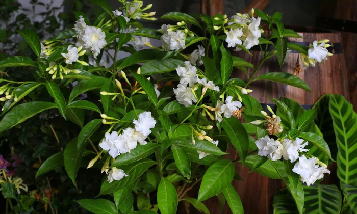 开花结果是什么生肖:最新解释落实