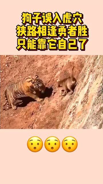 狭路相逢是什么生肖:谜底即将揭晓落实