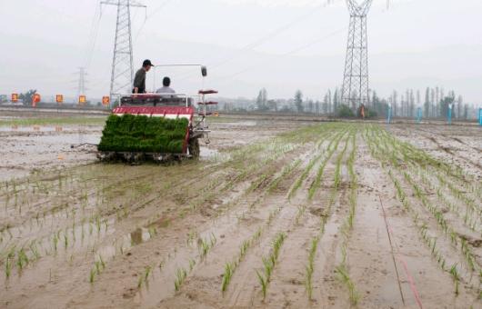 一家之主打一个正确动物:答案解释落实 一家之主打一个正确动物:答案解释落实