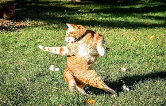 摇首顿足打一动物,谜语中的智慧与文化 摇首顿足打一动物,谜语中的智慧与文化