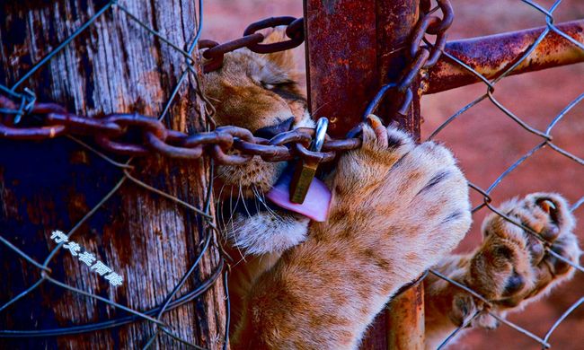 薄养厚葬打一动物、成就解释落实